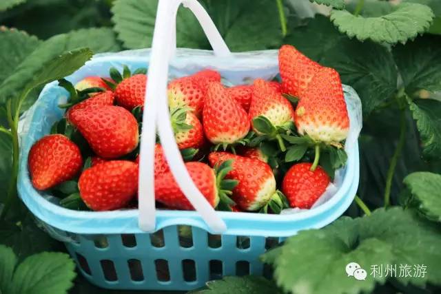 长隆国际大马戏酒店_广元凤台国际大酒店_广元凤台宾馆经营权