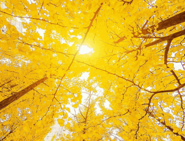 教师随笔 | 语文老师眼中的一株银杏树(图3) 凤台一中银杏树_凤台一中自主招生试题_凤台一中高二寒假作业答案