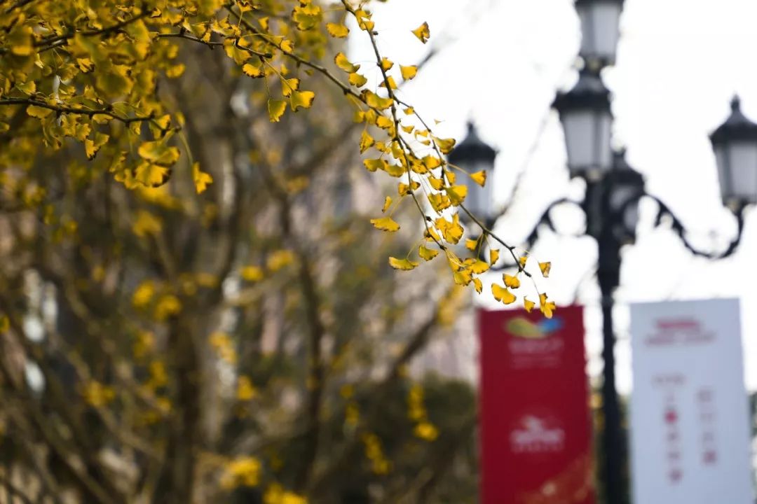 教师随笔 | 语文老师眼中的一株银杏树(图5) 凤台一中自主招生试题_凤台一中高二寒假作业答案_凤台一中银杏树