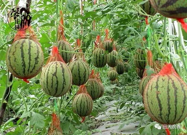 栖山庄赛美蓉长相思白葡萄酒_开发区栖里凤台山庄3期_栖里凤台山庄