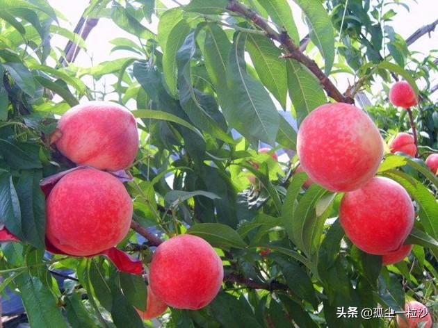 凤台香牌坊火锅_最近的重庆大队长火锅 新牌坊_重庆新牌坊大队长火锅