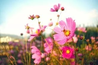 凤台一中银杏树图片_凤台小鱼网凤台实验小学_凤台古城宿舍图片