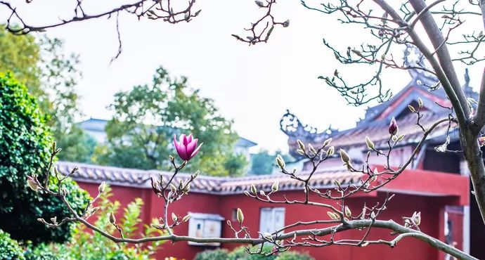 凤台小鱼网凤台实验小学_凤台一中银杏树图片_凤台古城宿舍图片