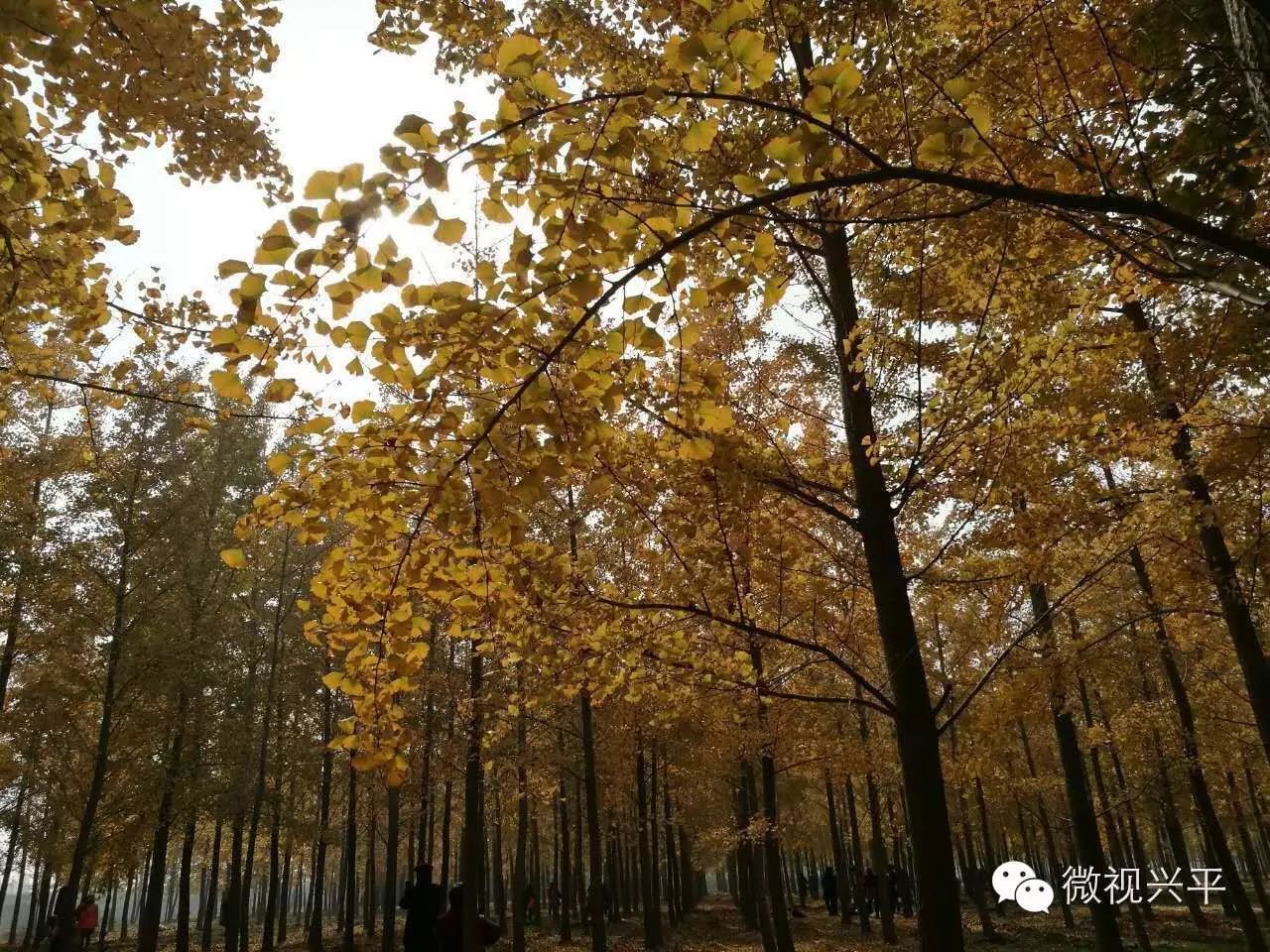 凤台一中相关信息_凤台一中银杏树_凤台一中今年高三寒假试卷答案