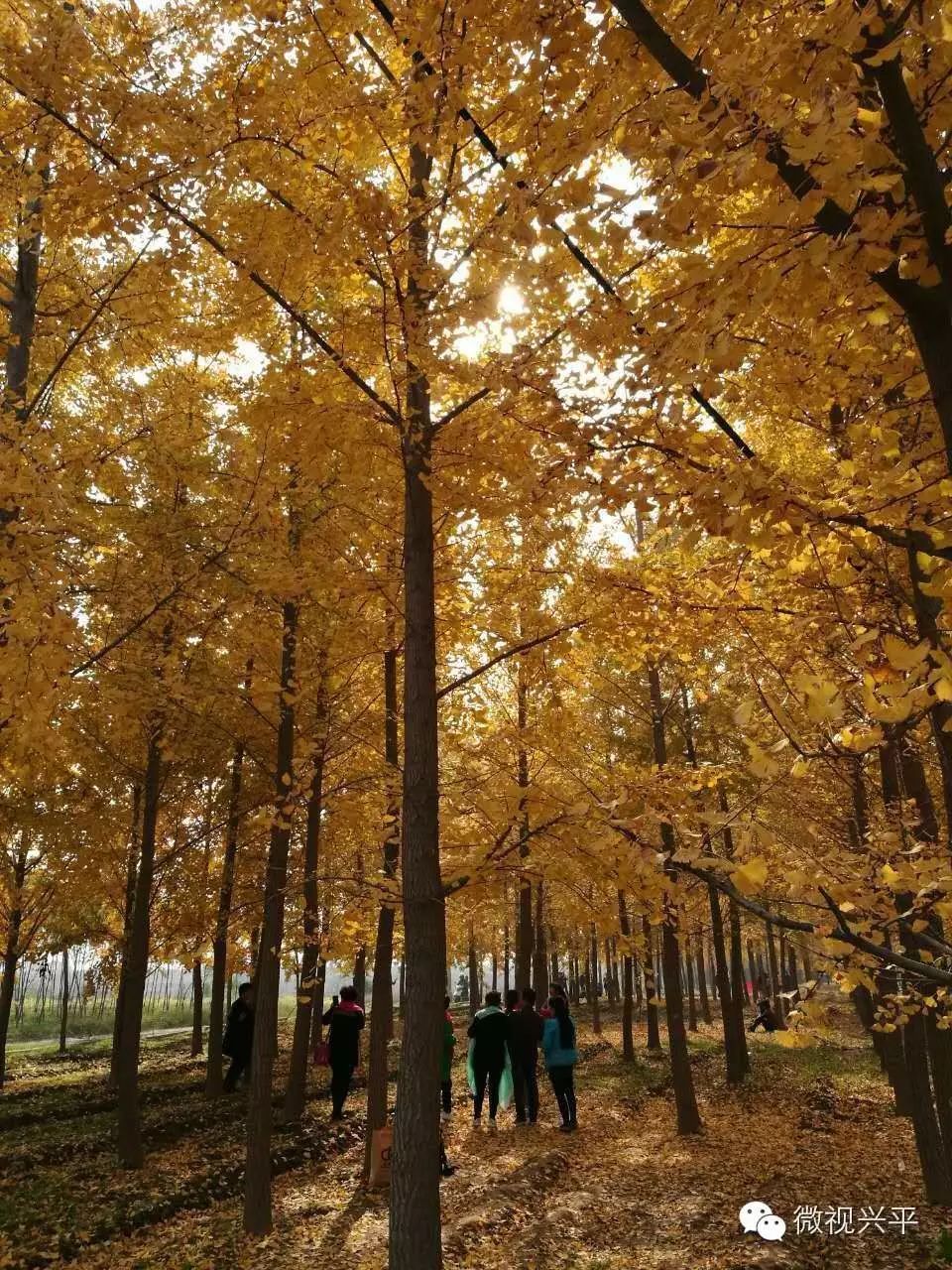 凤台一中银杏树_凤台一中今年高三寒假试卷答案_凤台一中相关信息