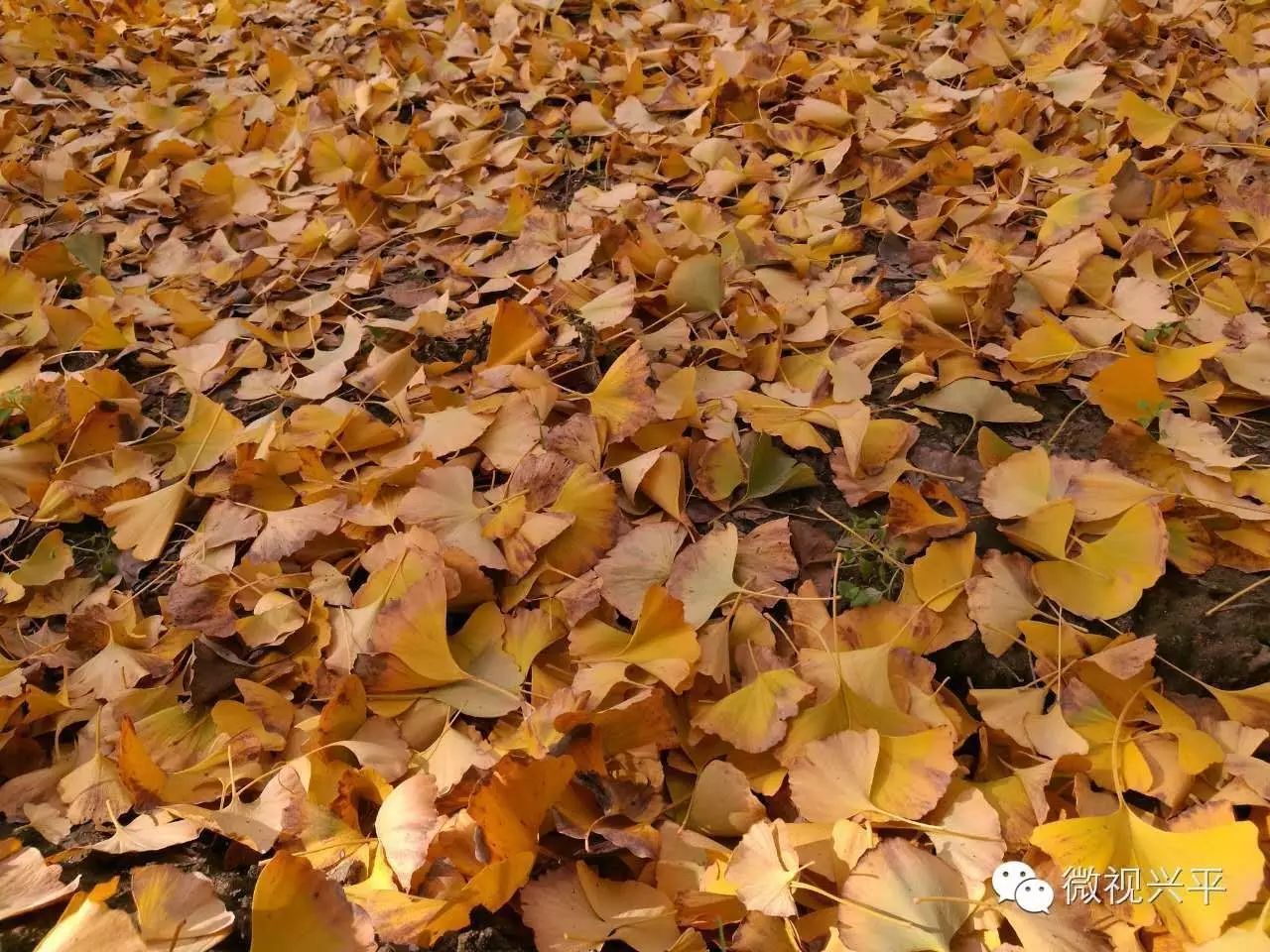 凤台一中相关信息_凤台一中银杏树_凤台一中今年高三寒假试卷答案