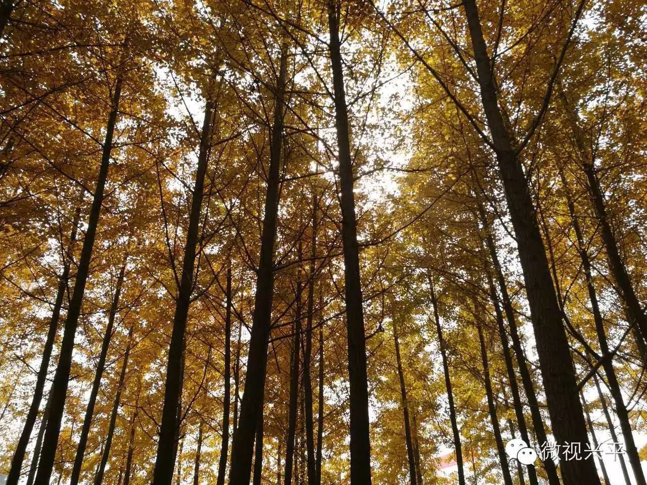 凤台一中相关信息_凤台一中今年高三寒假试卷答案_凤台一中银杏树