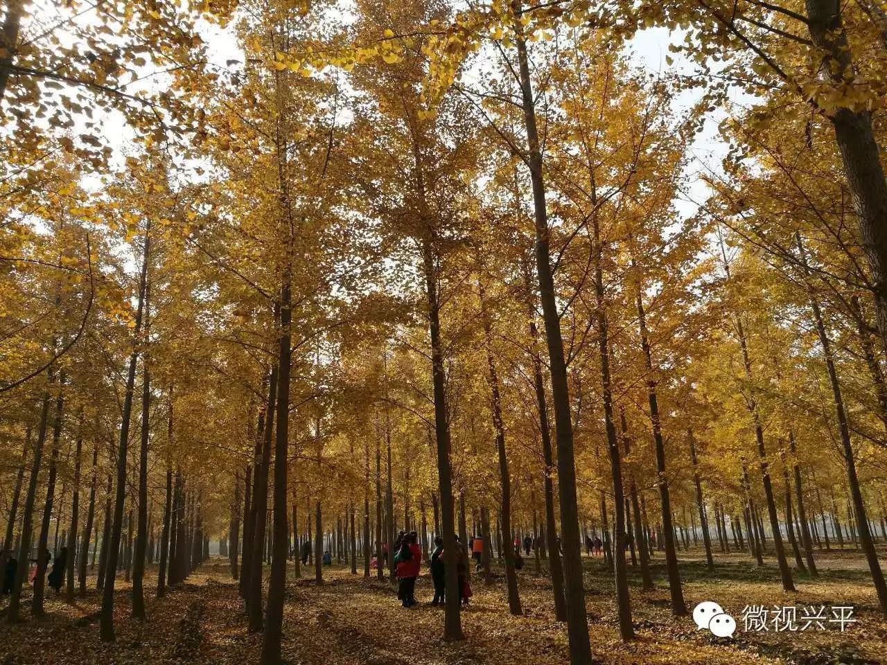 凤台一中银杏树_凤台一中相关信息_凤台一中今年高三寒假试卷答案