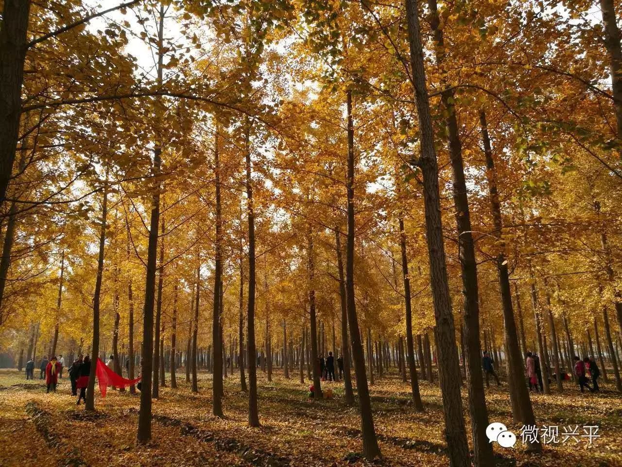 凤台一中相关信息_凤台一中今年高三寒假试卷答案_凤台一中银杏树