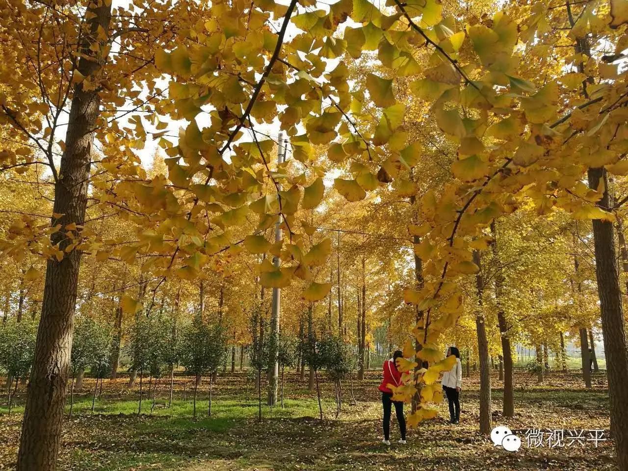 凤台一中银杏树_凤台一中相关信息_凤台一中今年高三寒假试卷答案