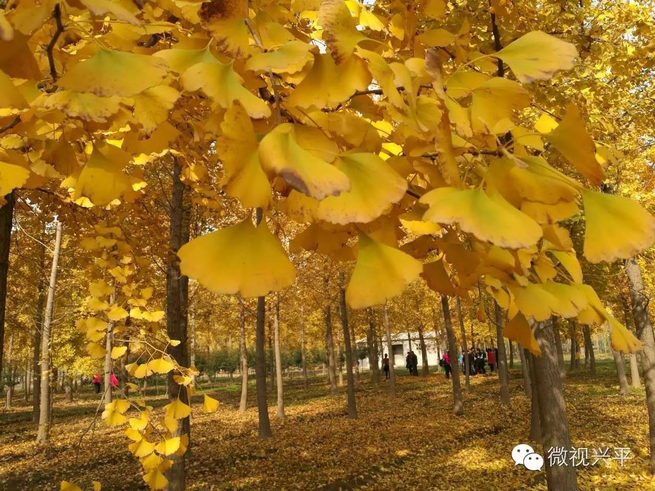 凤台一中银杏树_凤台一中今年高三寒假试卷答案_凤台一中相关信息