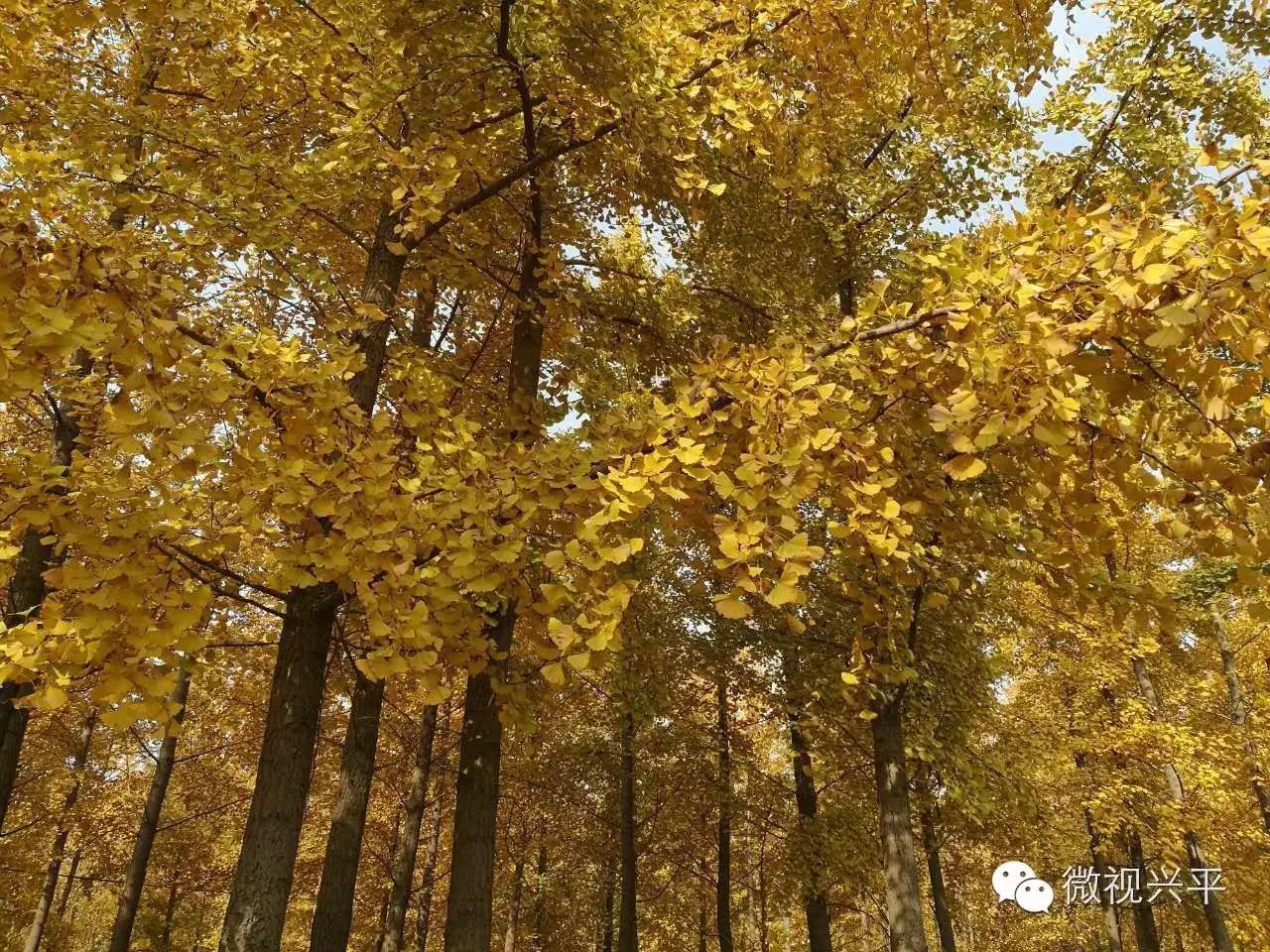 凤台一中相关信息_凤台一中银杏树_凤台一中今年高三寒假试卷答案