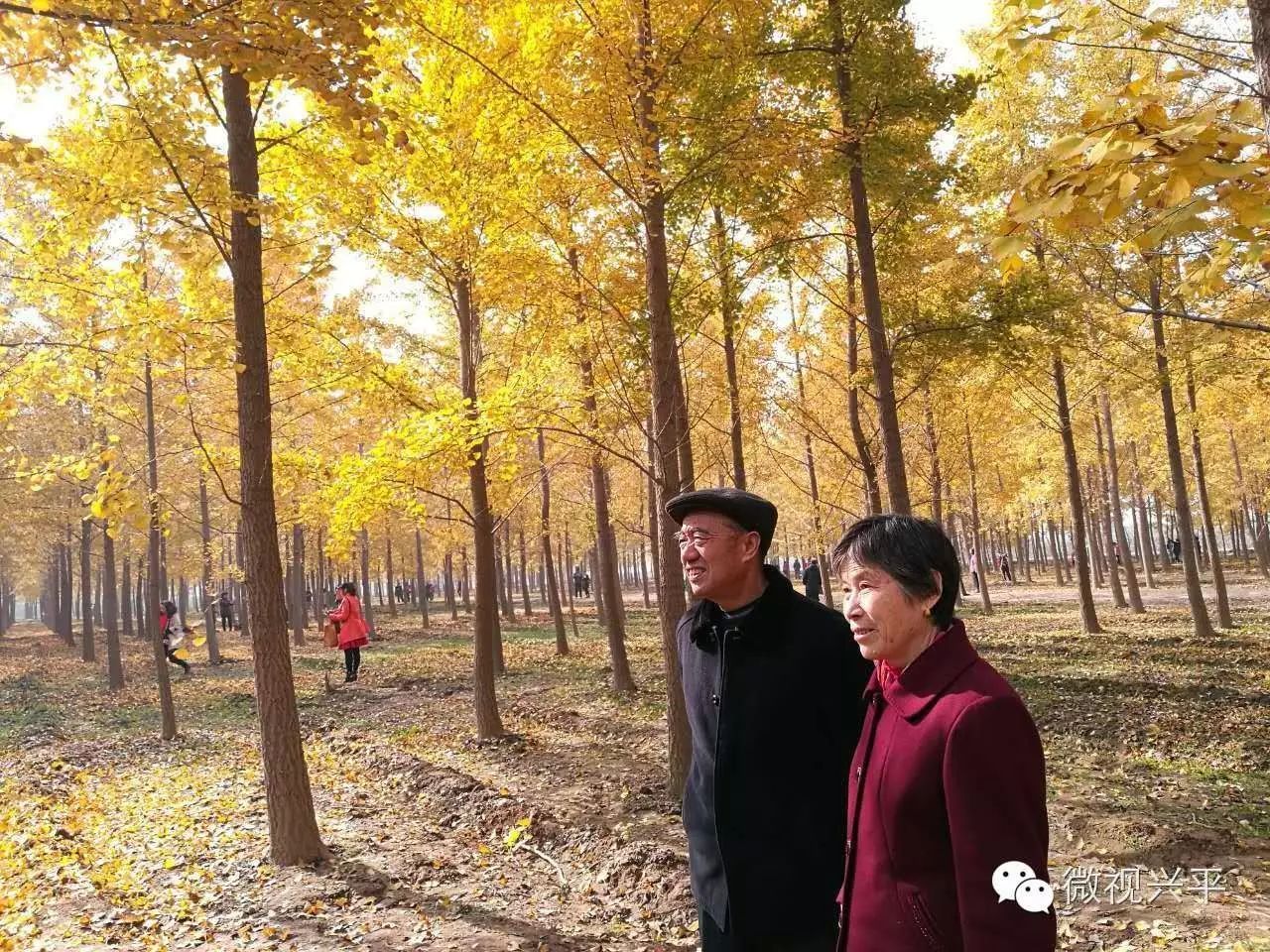 凤台一中相关信息_凤台一中今年高三寒假试卷答案_凤台一中银杏树