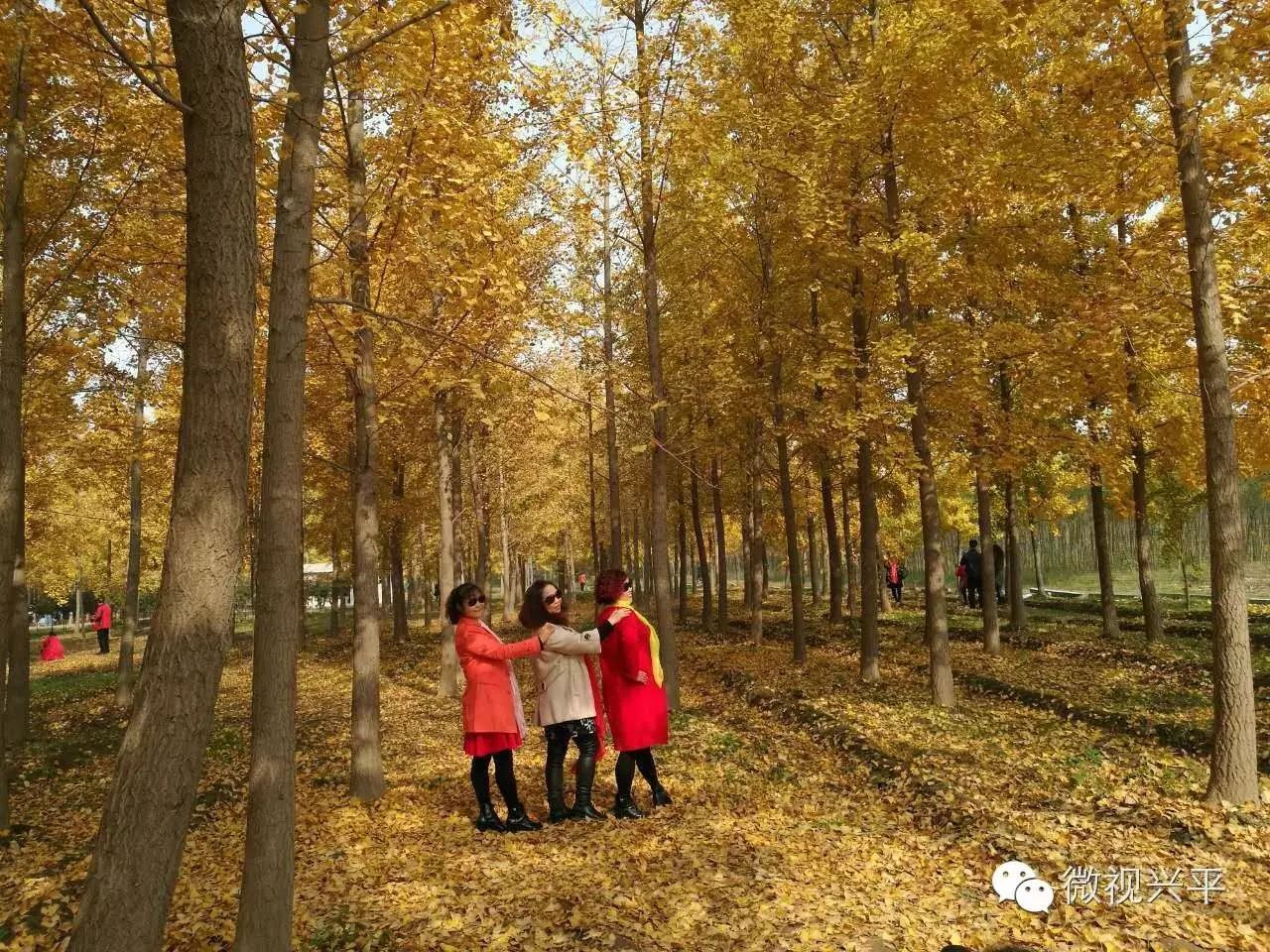 凤台一中相关信息_凤台一中今年高三寒假试卷答案_凤台一中银杏树