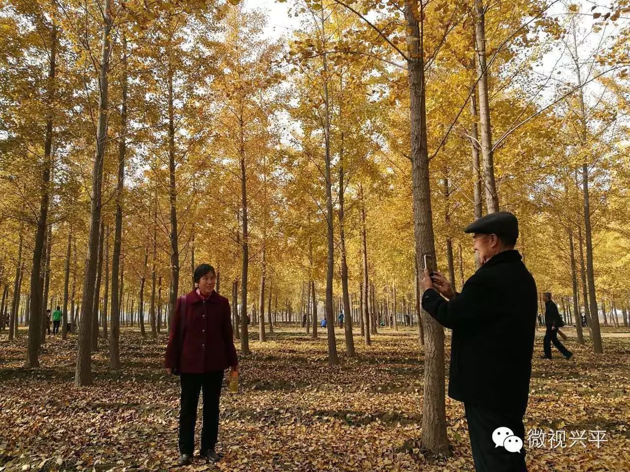 凤台一中今年高三寒假试卷答案_凤台一中相关信息_凤台一中银杏树