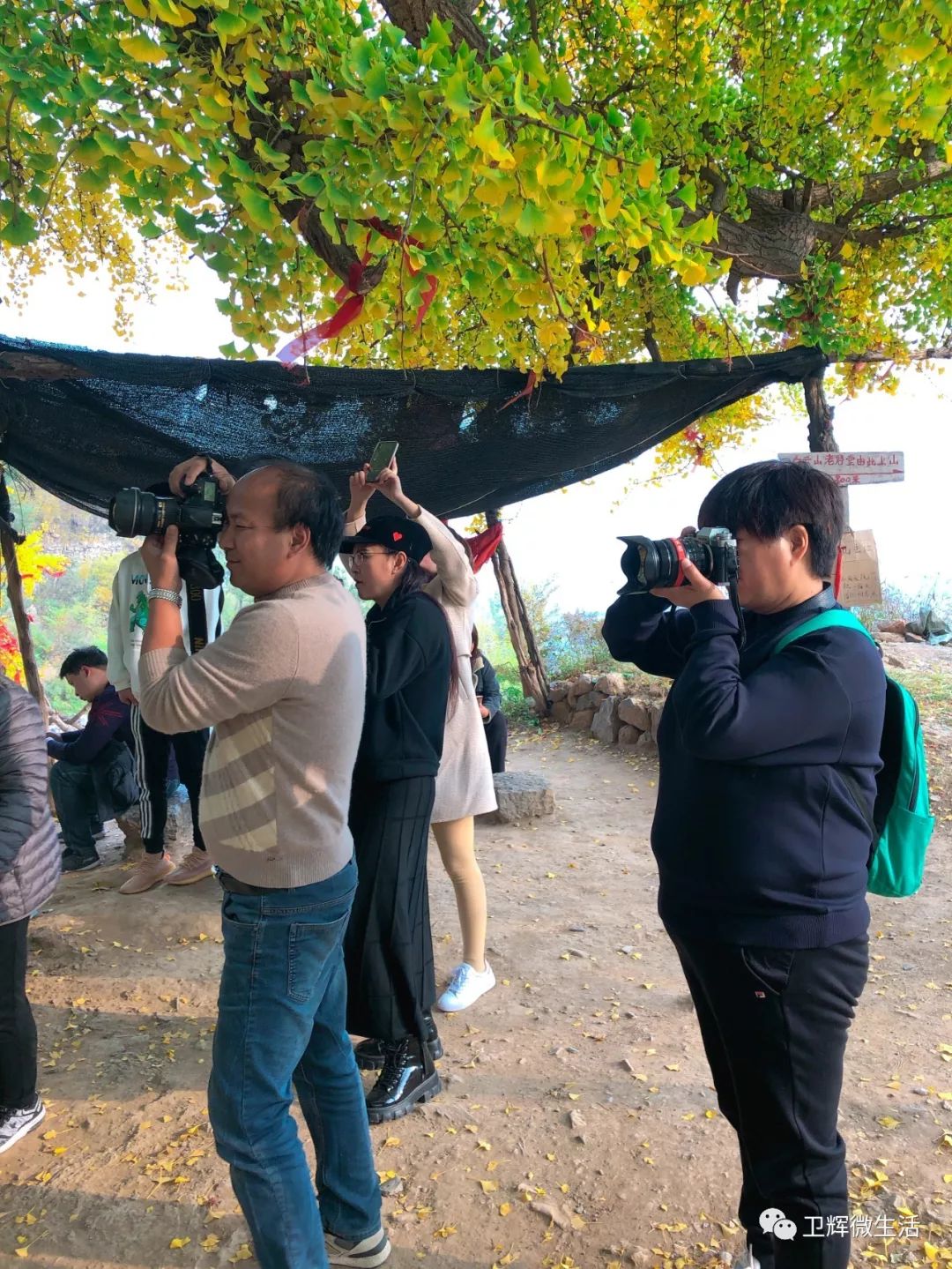 凤台一中银杏树_凤台一中开学时间_凤台一中