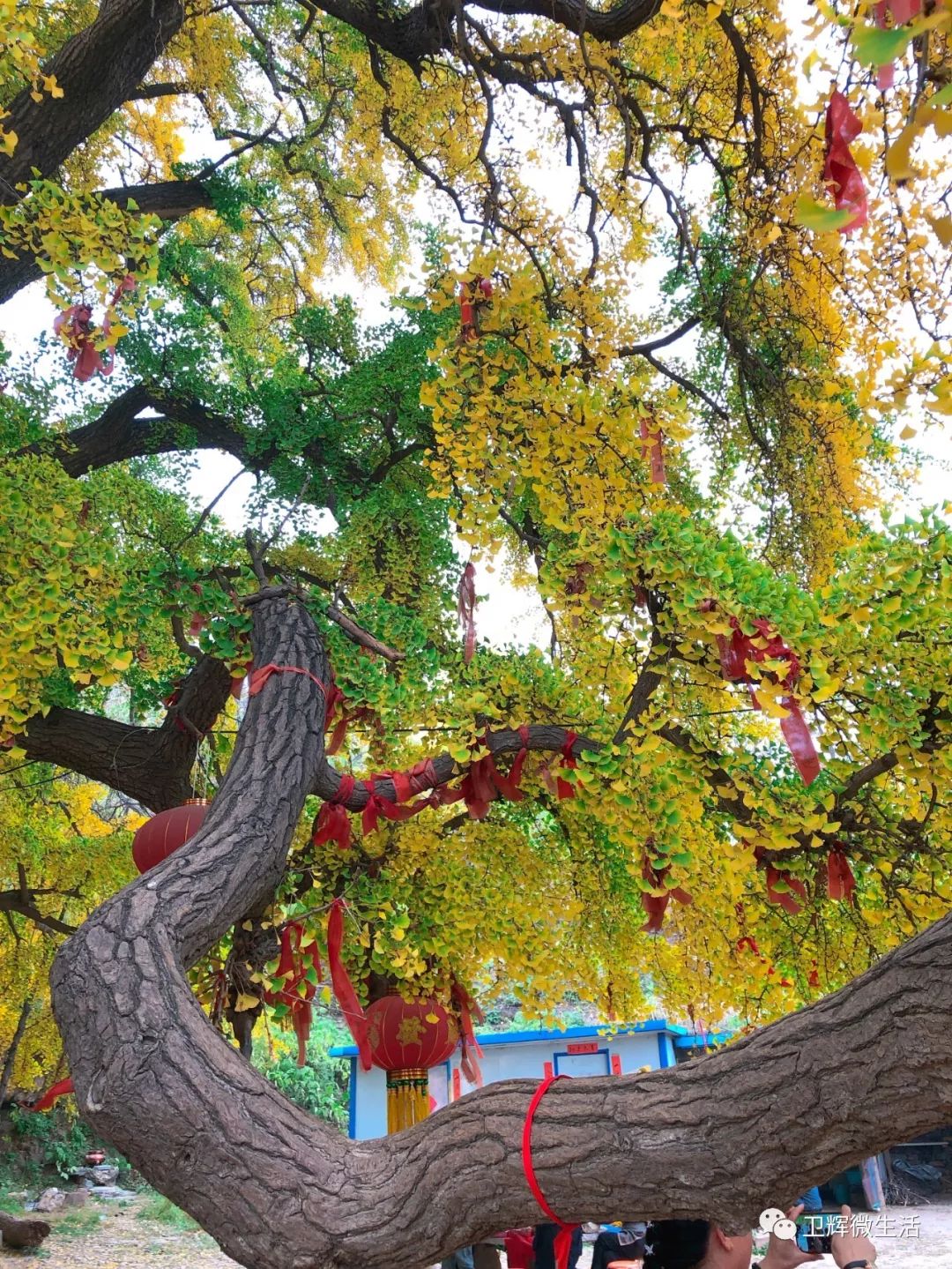 凤台一中银杏树_凤台一中开学时间_凤台一中