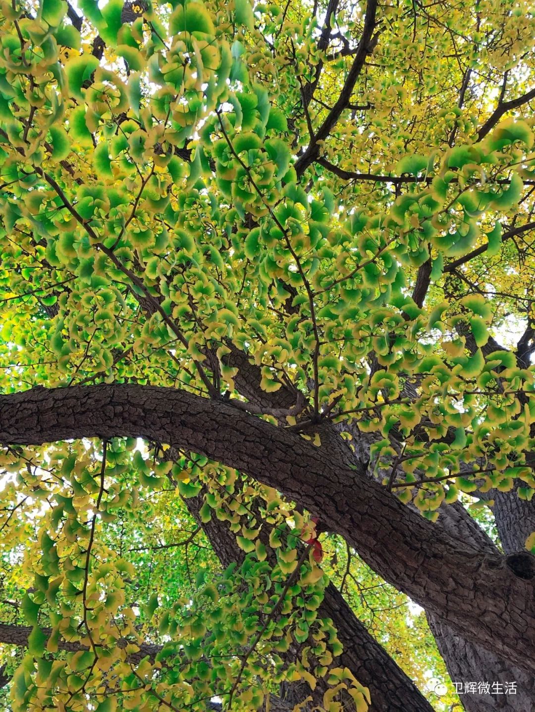 凤台一中开学时间_凤台一中银杏树_凤台一中