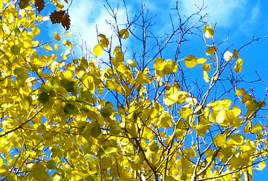 银杏最美的时候_凤台一中银杏树_最美的银杏