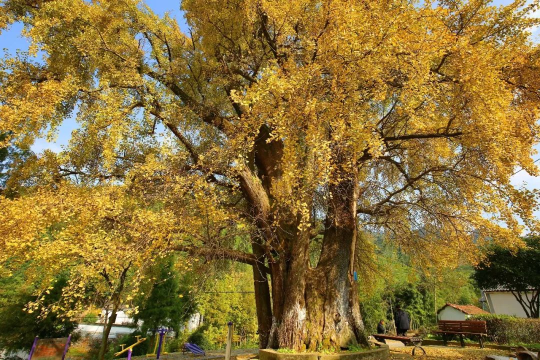 最美的银杏_凤台一中银杏树_银杏最美的时候