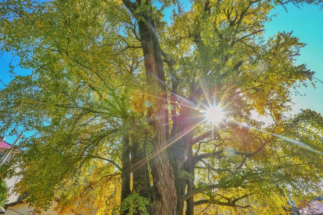 最美的银杏_银杏最美的时候_凤台一中银杏树