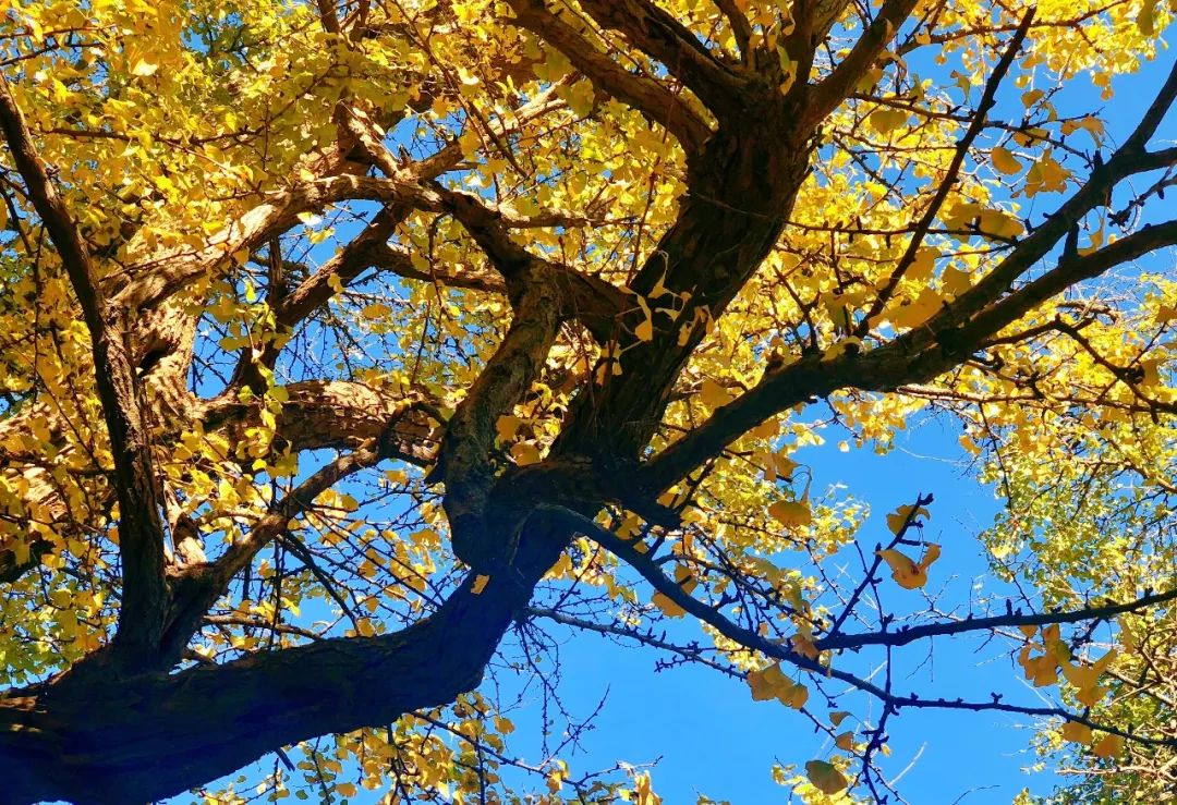 凤台一中银杏树_银杏最美的时候_最美的银杏