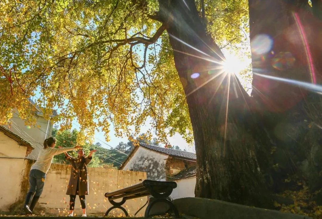 银杏最美的时候_凤台一中银杏树_最美的银杏