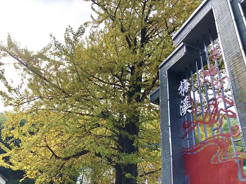 银杏最美的时候_最美的银杏_凤台一中银杏树