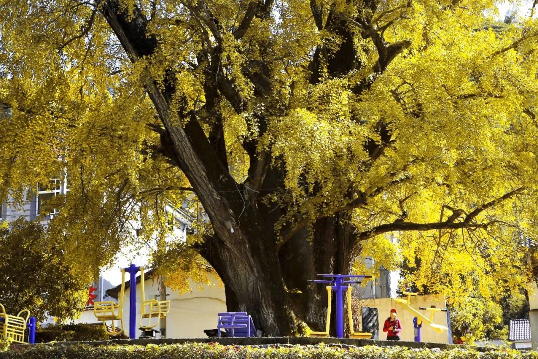 凤台一中银杏树_银杏最美的时候_最美的银杏