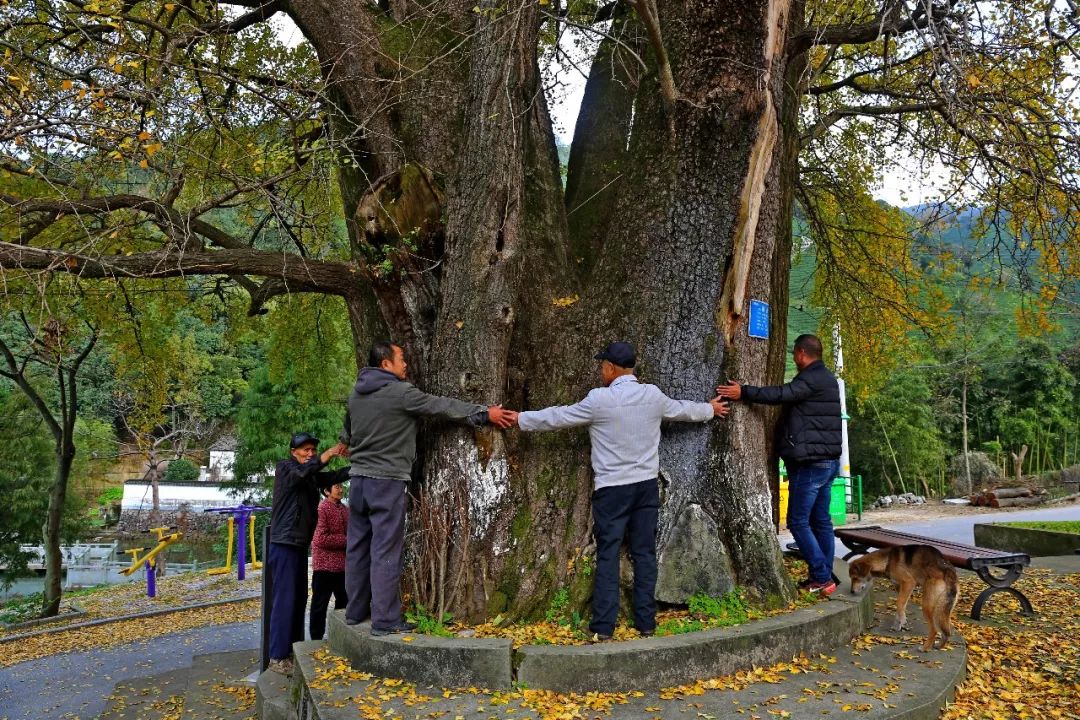 凤台一中银杏树_银杏最美的时候_最美的银杏