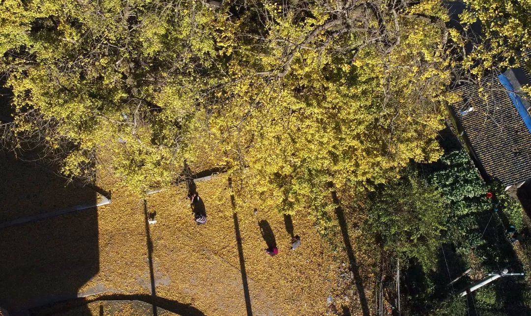 银杏最美的时候_最美的银杏_凤台一中银杏树