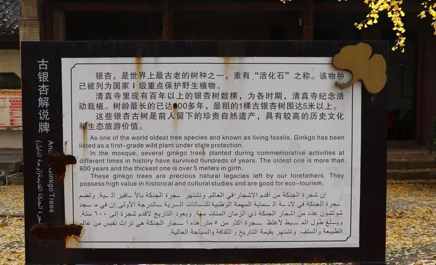 凤台一中银杏树_凤台县银杏树千年变红场景_凤台县第一中学银杏树