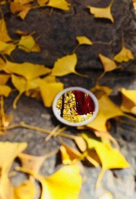 凤台一中银杏树_凤台县银杏树千年变红场景_凤台县第一中学银杏树