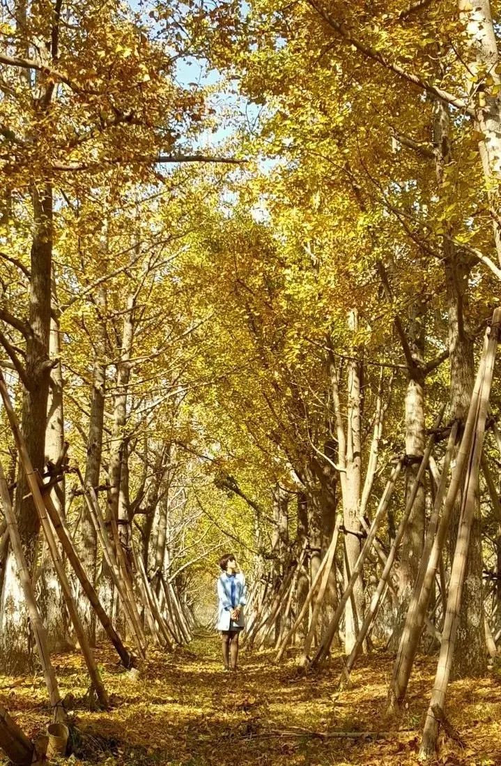 凤台县第一中学银杏树_凤台县银杏树千年变红场景_凤台一中银杏树