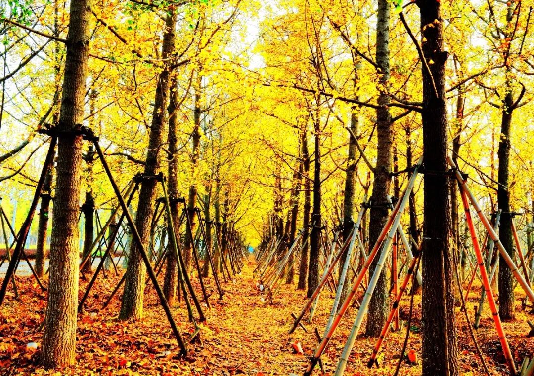 凤台一中银杏树_凤台县第一中学银杏树_凤台县银杏树千年变红场景