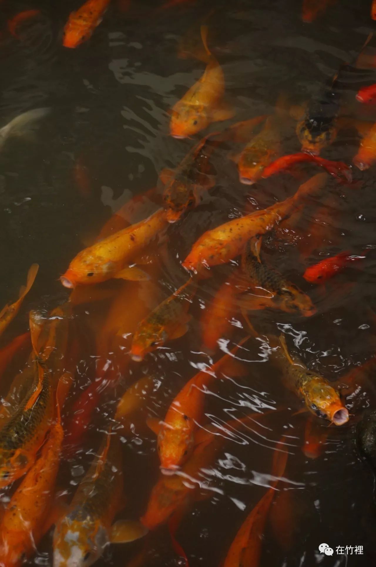 栖里凤台山庄_栖里凤台山庄二手房多层_栖里凤台山庄户型