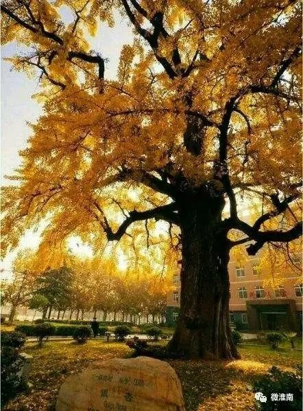 你只知道凤台一中老银杏树的故事,却不知道顾桥这棵银杏树传说(图1) 凤台一种银杏树_凤台一中银杏树_凤台县银杏树千年变红场景
