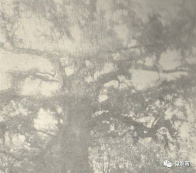 你只知道凤台一中老银杏树的故事,却不知道顾桥这棵银杏树传说(图2) 凤台县银杏树千年变红场景_凤台一中银杏树_凤台一种银杏树