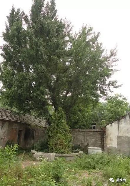 你只知道凤台一中老银杏树的故事,却不知道顾桥这棵银杏树传说(图3) 凤台一中银杏树_凤台一种银杏树_凤台县银杏树千年变红场景