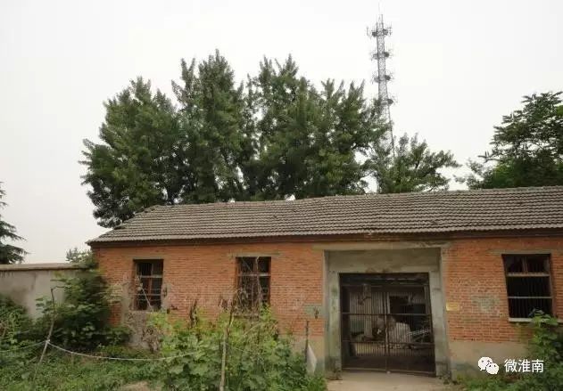 你只知道凤台一中老银杏树的故事,却不知道顾桥这棵银杏树传说(图4) 凤台县银杏树千年变红场景_凤台一种银杏树_凤台一中银杏树