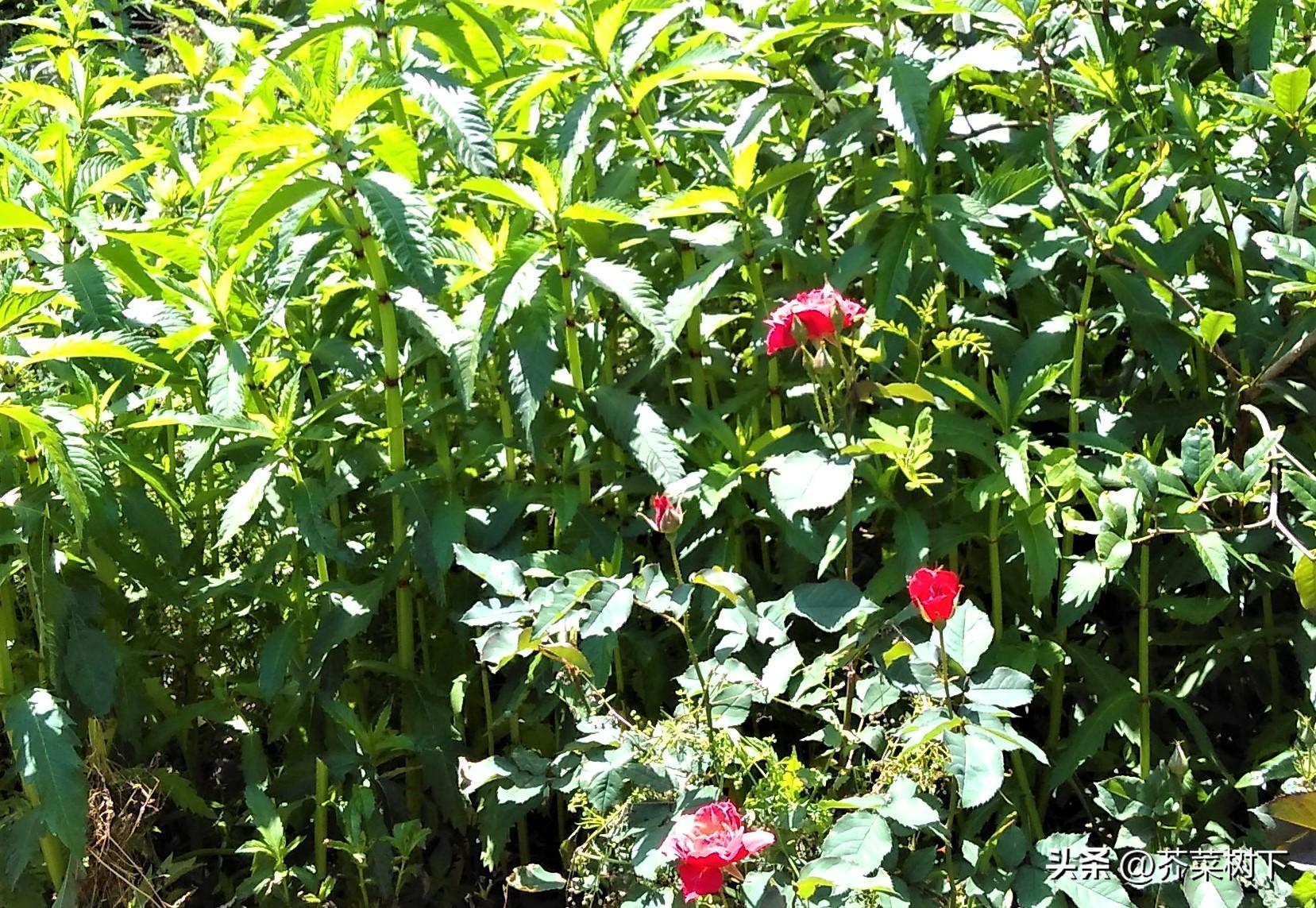 职场笑话大道理_笑话职场道理大全_笑话职场道理大的句子