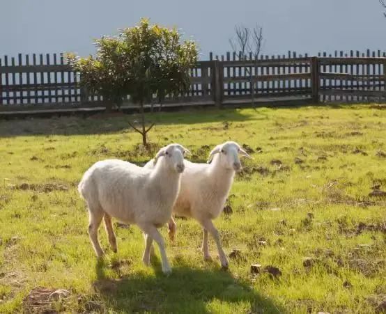 东山雕花楼景区介绍_东山雕花楼招聘_东山招聘雕花楼盘信息