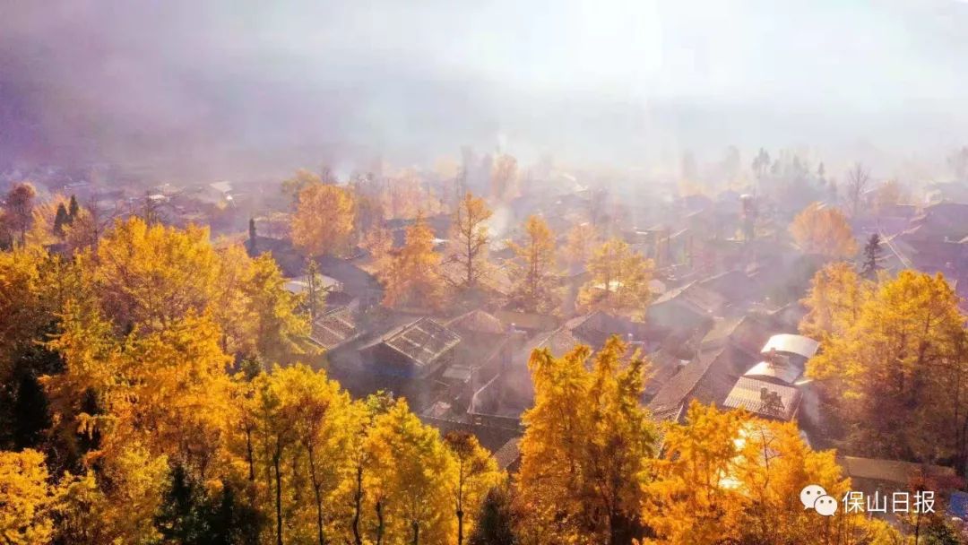 安徽淮南凤台一中银杏树_凤台一中银杏树_凤台一中银杏树的故事