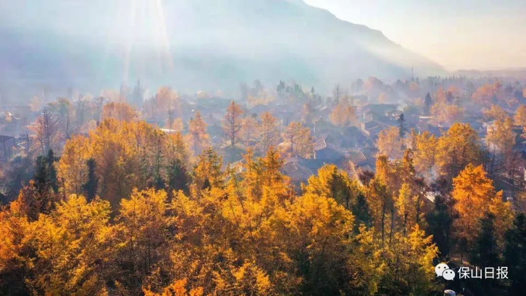 安徽淮南凤台一中银杏树_凤台一中银杏树的故事_凤台一中银杏树