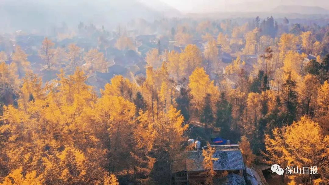 安徽淮南凤台一中银杏树_凤台一中银杏树的故事_凤台一中银杏树