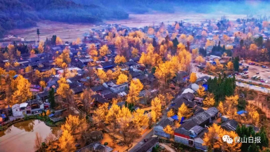 安徽淮南凤台一中银杏树_凤台一中银杏树_凤台一中银杏树的故事