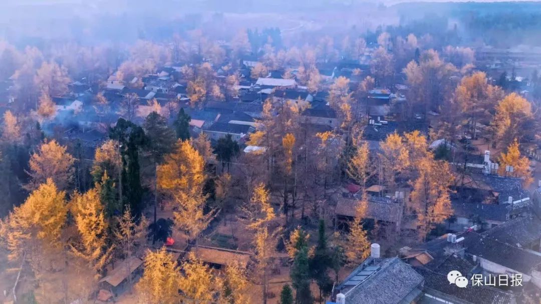 凤台一中银杏树_凤台一中银杏树的故事_安徽淮南凤台一中银杏树