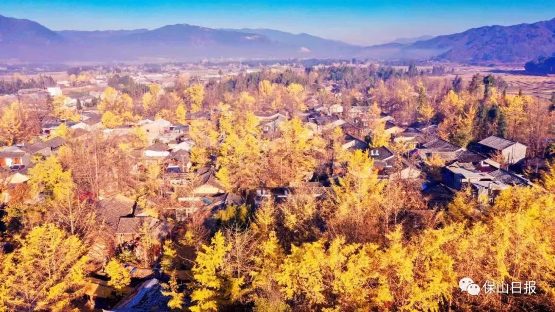 安徽淮南凤台一中银杏树_凤台一中银杏树的故事_凤台一中银杏树