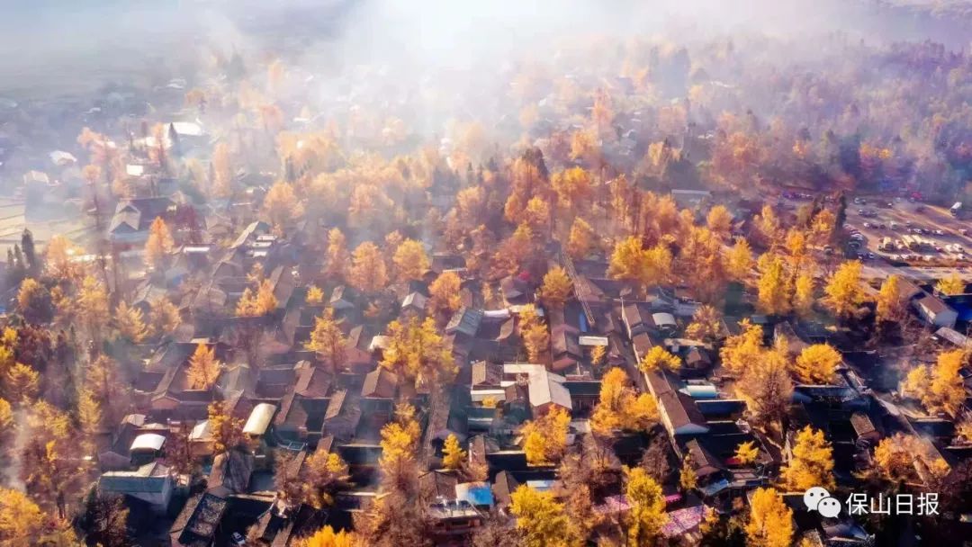 凤台一中银杏树的故事_凤台一中银杏树_安徽淮南凤台一中银杏树