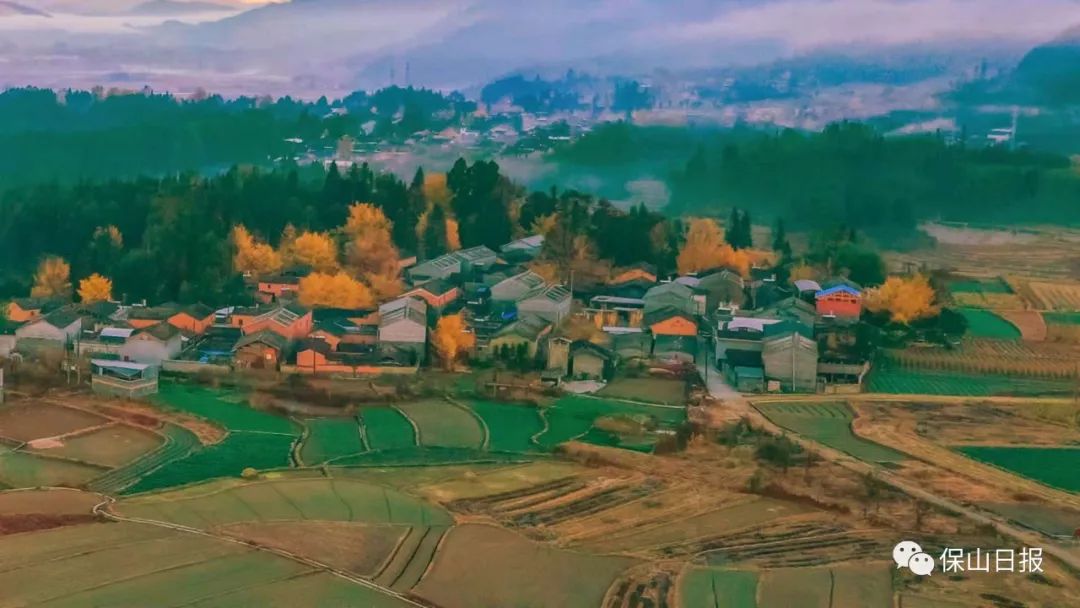 安徽淮南凤台一中银杏树_凤台一中银杏树的故事_凤台一中银杏树